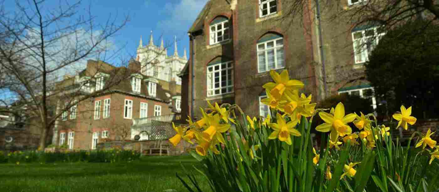 Yellow daffodils in bloom with Westminster Abbey behind