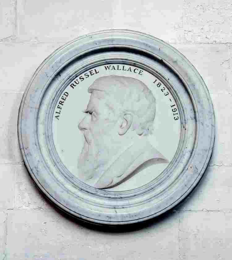 Alfred Russel Wallace