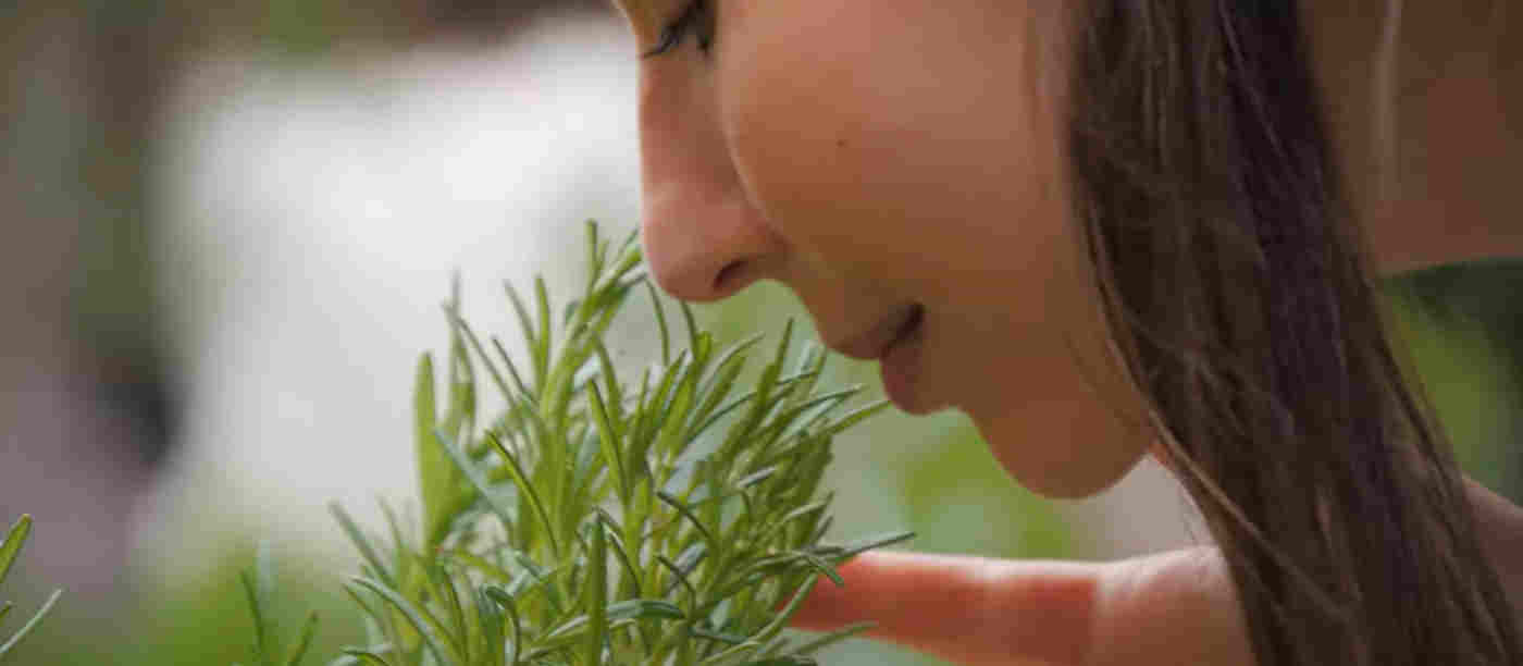 Close up photograph of woman smelling and touching rosemary within the herb garden at Westminster Abbey
