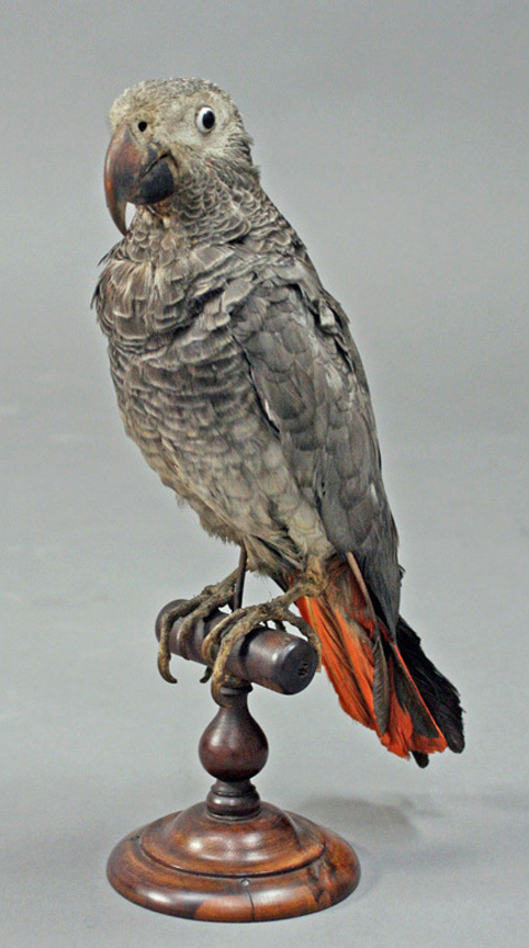 Frances Teresa Stuart, Duchess of Richmond