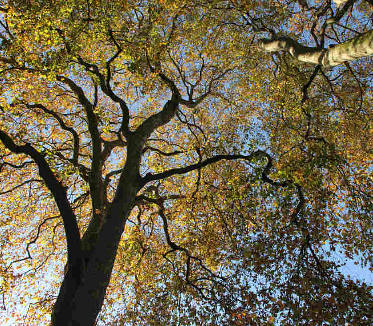 Photograph looking up to one of the plane trees within College Garden