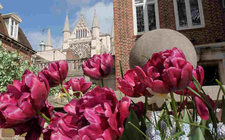 Photograph of pink flowers in front of a view of Westminster Abbey
