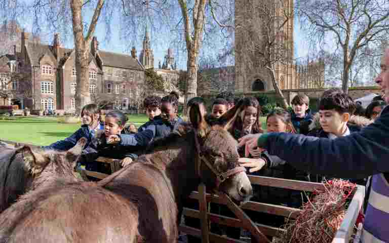 Photograph of two donkeys in a pen being petted by school children in College Garden at Westminster Abbey.