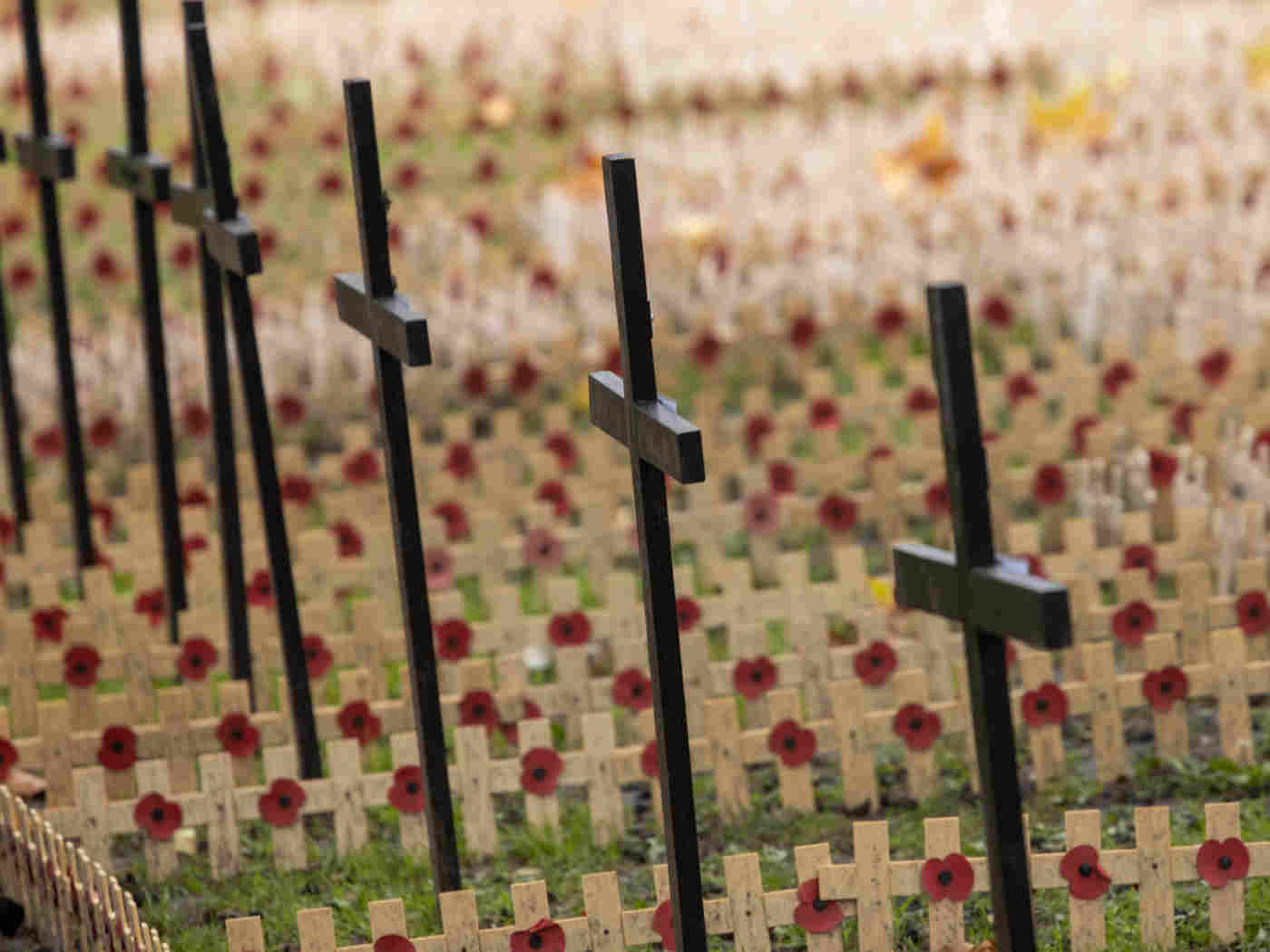 Several black crosses with wooden crosses and poppies in the background