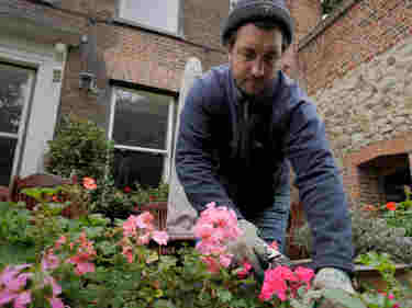 Photograph of male gardener weeding plants within the gardens at Westminster Abbey