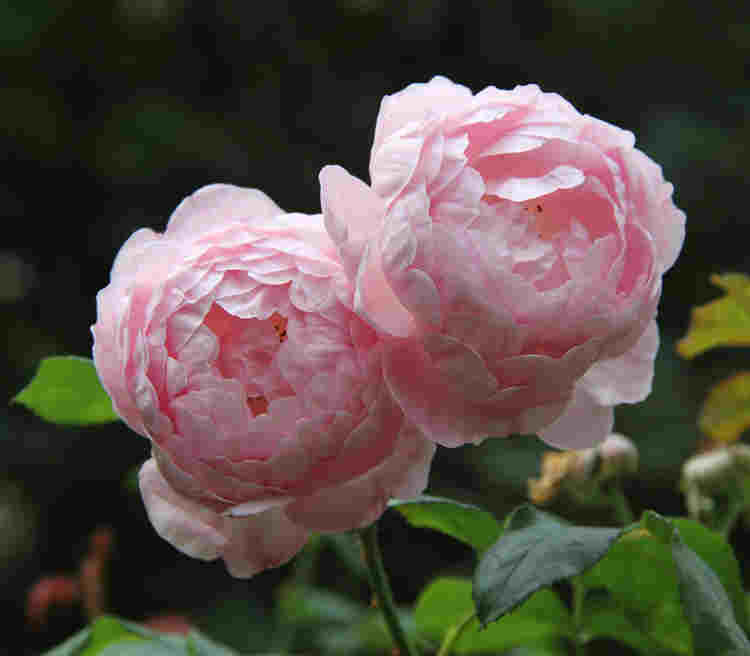Close-up photograph of roses within College Garden